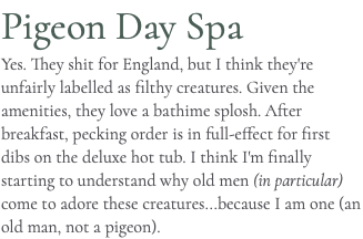 Pigeon Day Spa Yes. They shit for England, but I think they're unfairly labelled as filthy creatures. Given the amenities, they love a bathime splosh. After breakfast, pecking order is in full-effect for first dibs on the deluxe hot tub. I think I'm finally starting to understand why old men (in particular) come to adore these creatures...because I am one (an old man, not a pigeon).