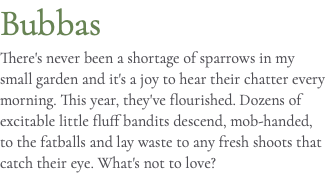 Bubbas There's never been a shortage of sparrows in my small garden and it's a joy to hear their chatter every morning. This year, they've flourished. Dozens of excitable little fluff bandits descend, mob-handed, to the fatballs and lay waste to any fresh shoots that catch their eye. What's not to love?