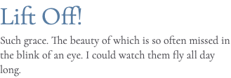 Lift Off! Such grace. The beauty of which is so often missed in the blink of an eye. I could watch them fly all day long.