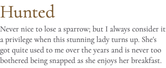 Hunted Never nice to lose a sparrow; but I always consider it a privilege when this stunning lady turns up. She's got quite used to me over the years and is never too bothered being snapped as she enjoys her breakfast.