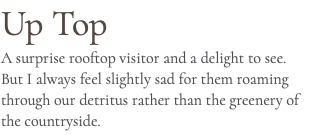 Up Top A surprise rooftop visitor and a delight to see. But I always feel slightly sad for them roaming through our detritus rather than the greenery of the countryside.
