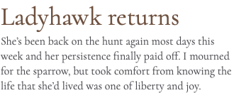 Ladyhawk returns She’s been back on the hunt again most days this week and her persistence finally paid off. I mourned for the sparrow, but took comfort from knowing the life that she’d lived was one of liberty and joy.