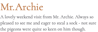 Mr.Archie A lovely weekend visit from Mr. Archie. Always so pleased to see me and eager to steal a sock - not sure the pigeons were quite so keen on him though.