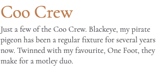 Coo Crew Just a few of the Coo Crew. Blackeye, my pirate pigeon has been a regular fixture for several years now. Twinned with my favourite, One Foot, they make for a motley duo.