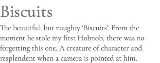 Biscuits The beautiful, but naughty ‘Biscuits’. From the moment he stole my first Hobnob, there was no forgetting this one. A creature of character and resplendent when a camera is pointed at him.
