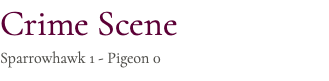 Crime Scene Sparrowhawk 1 - Pigeon 0