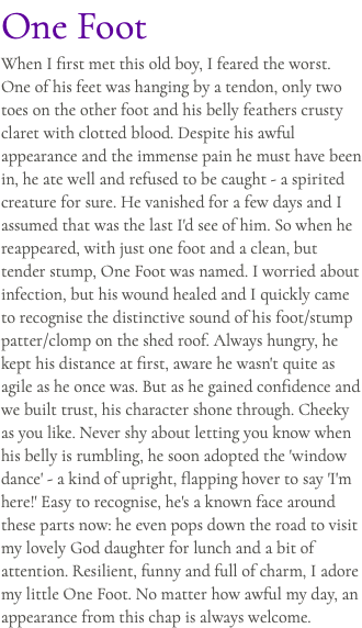 One Foot When I first met this old boy, I feared the worst. One of his feet was hanging by a tendon, only two toes on the other foot and his belly feathers crusty claret with clotted blood. Despite his awful appearance and the immense pain he must have been in, he ate well and refused to be caught - a spirited creature for sure. He vanished for a few days and I assumed that was the last I'd see of him. So when he reappeared, with just one foot and a clean, but tender stump, One Foot was named. I worried about infection, but his wound healed and I quickly came to recognise the distinctive sound of his foot/stump patter/clomp on the shed roof. Always hungry, he kept his distance at first, aware he wasn't quite as agile as he once was. But as he gained confidence and we built trust, his character shone through. Cheeky as you like. Never shy about letting you know when his belly is rumbling, he soon adopted the 'window dance' - a kind of upright, flapping hover to say 'I'm here!' Easy to recognise, he's a known face around these parts now: he even pops down the road to visit my lovely God daughter for lunch and a bit of attention. Resilient, funny and full of charm, I adore my little One Foot. No matter how awful my day, an appearance from this chap is always welcome.