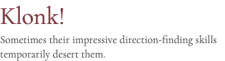 Klonk! Sometimes their impressive direction-finding skills temporarily desert them.
