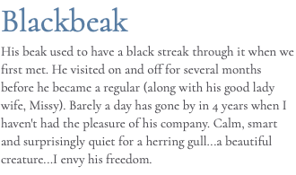 Blackbeak His beak used to have a black streak through it when we first met. He visited on and off for several months before he became a regular (along with his good lady wife, Missy). Barely a day has gone by in 4 years when I haven't had the pleasure of his company. Calm, smart and surprisingly quiet for a herring gull...a beautiful creature...I envy his freedom.
